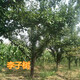 乌海供应10公分李子树价格,5公分李子树产地产品图