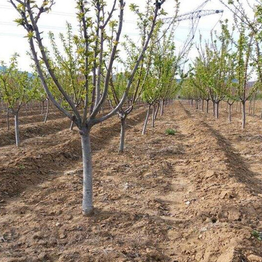 达州12公分大樱桃树品质优良