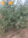 扬州8公分杏树10公分杏树价格