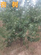 杭州15公分杏树图