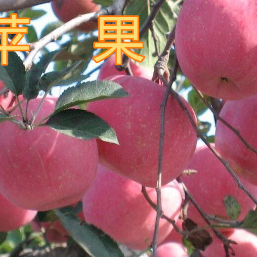 8公分苹果树12公分苹果树,朔州8公分苹果树10公分苹果树价格
