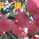 蚌埠8公分蘋果樹10公分蘋果樹價格,12公分蘋果樹原理圖