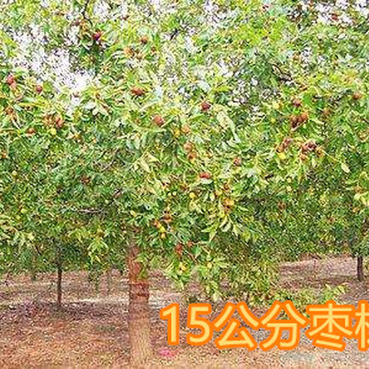 5公分枣树6公分冬枣树,阿克苏供应5公分枣树8公分枣树价格