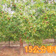 丽江供应5公分枣树8公分枣树价格,6公分冬枣树产品图
