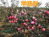 克拉玛依8公分苹果树10公分苹果树价格