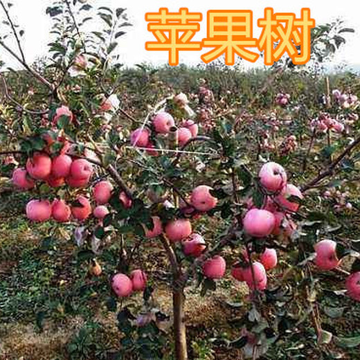 衢州8公分苹果树10公分苹果树价格