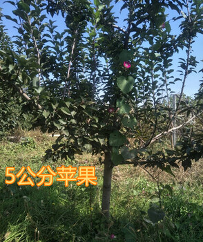 武汉8公分苹果树10公分苹果树价格