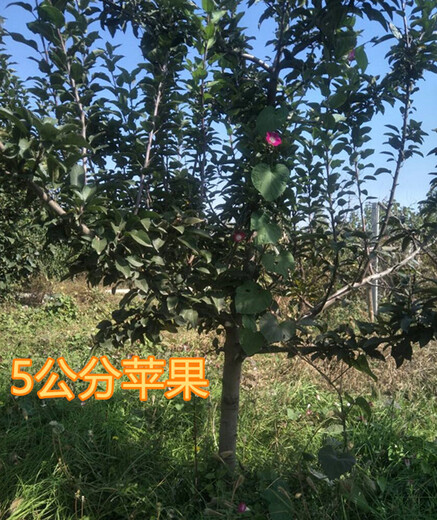 乐山8公分苹果树10公分苹果树价格,12公分苹果树