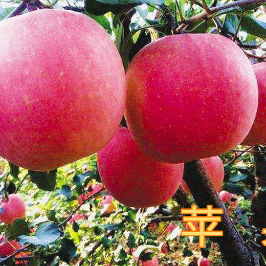 安庆8公分苹果树10公分苹果树价格