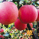 荆门8公分苹果树10公分苹果树价格,12公分苹果树产品图
