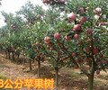 出售蘋果樹3-5-6-7-8-9-10-12-15公分蘋果樹價格