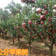 泰安8公分苹果树10公分苹果树价格,12公分苹果树产品图