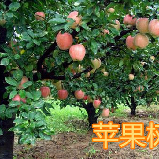 舟山8公分苹果树10公分苹果树价格