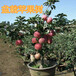 海西8公分苹果树10公分苹果树价格,12公分苹果树