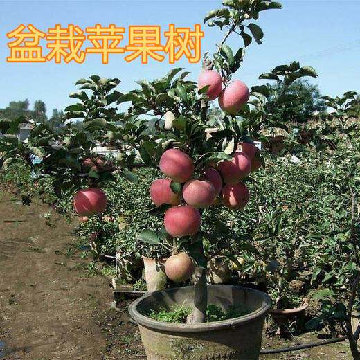 安庆8公分苹果树10公分苹果树价格,12公分苹果树