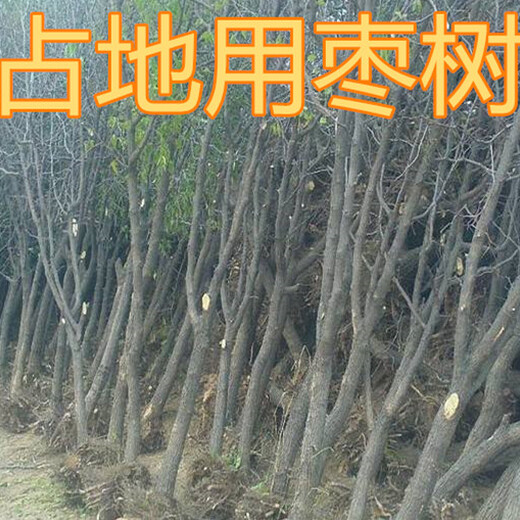 杭州5公分枣树8公分枣树价格,6公分冬枣树