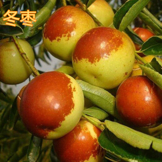 柳州销售5公分枣树8公分枣树价格,6公分冬枣树