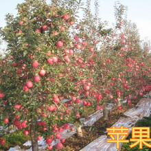 8公分蘋果樹12公分蘋果樹,徐州8公分蘋果樹10公分蘋果樹價格圖片