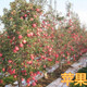 蚌埠8公分蘋果樹10公分蘋果樹價格,12公分蘋果樹圖