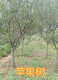 黔南8公分苹果树10公分苹果树价格,12公分苹果树产品图