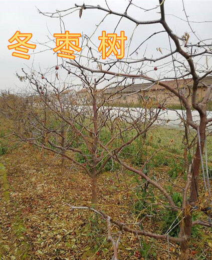 扬州销售5公分枣树8公分枣树价格