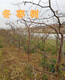红河8公分枣树价格图