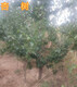 扬州10公分杏树价格图