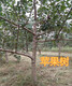 济宁8公分苹果树10公分苹果树价格,12公分苹果树图