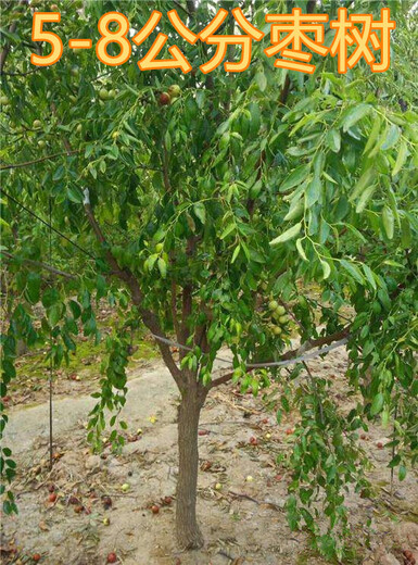 泰安销售5公分枣树8公分枣树价格,6公分冬枣树