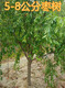 梧州5公分枣树8公分枣树价格,6公分冬枣树产品图