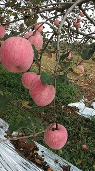 南阳八仙早富苹果苗种植技术