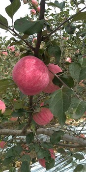 麦露西苹果苗品种排名