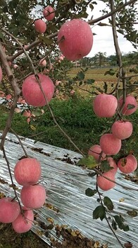 华阴爱妃苹果苗种植基地