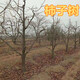 衢州10公分柿子树价格规格,12公分柿子树报价图