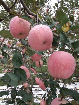 无极红富士苹果苗栽培基地
