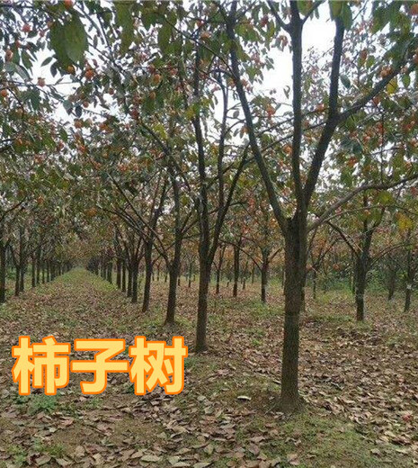 北京8公分甜柿子树10公分柿子树价格