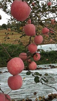 元氏秦冠苹果苗图片