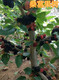 赤峰5公分果桑树8公分桑葚果树价格,6公分桑果树价格产品图