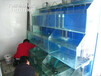 广州番禺海鲜鱼池制作 海鲜鱼缸 欢迎来电洽谈