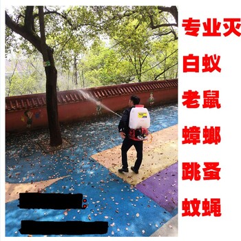 巨恒防护灭四害服务,坦洲白蚁防治