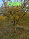 上海10公分石榴树12公分石榴树价格,8公分石榴树产地