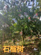 广州10公分石榴树12公分石榴树价格,8公分石榴树产地产品图