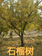 怒江12公分石榴树价格,8公分石榴树产地产品图