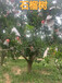 吐魯番12公分石榴樹價格
