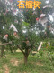 仙桃10公分石榴树12公分石榴树价格,8公分石榴树产地原理图