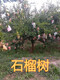杭州12公分石榴树价格,8公分石榴树产地原理图