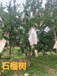 10公分石榴树8公分石榴树产地,广州12公分石榴树价格