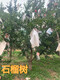 荆州12公分石榴树价格产品图