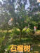 瀘州10公分石榴樹12公分石榴樹價格