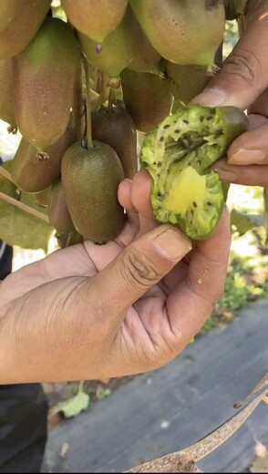 连云港软枣猕猴桃厂家